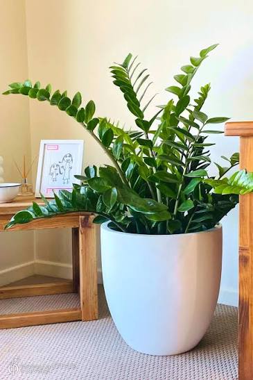 ZZ Plant